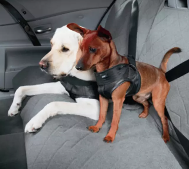 Dog Safety Harness - Medium (30-60lbs) - BMW (82-20-0-416-254)