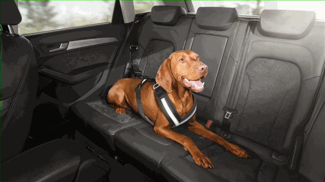 8X0019409C - Interior: Dog Harness - Extra Large for Audi: A3, A3 Quattro, A3 Sportback e-tron, A4 allroad, A4 Quattro, A5 Quattro, A5 Sportback, A6 allroad, A6 Quattro, A7 Quattro, A7 Sportback, A8 Quattro, e-tron GT, Q3, Q4 e-tron, Q5, Q5 Sportback, Q7, Q8, RS e-tron GT, RS3, RS5, RS5 Sportback, RS7, S3, S4, S5, S5 Sportback, S6, S7, S8, SQ5, SQ5 Sportback, SQ7, SQ8 Image