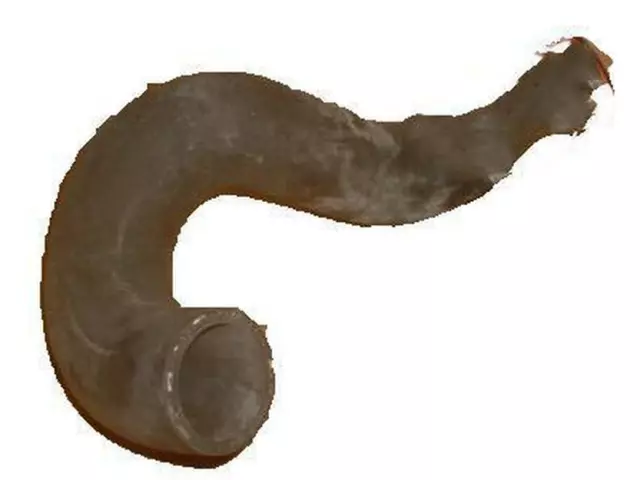 F2TZ8286B - Cooling System: Lower Hose for Ford: Explorer, Ranger Image