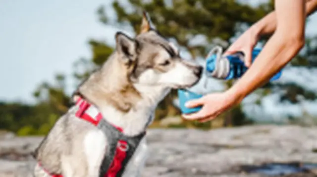 PTN598923Q - Interior: Kurgo Gourd Water Bottle &amp; Bowl for Lexus: ES250, ES300h, ES350, GX550, IS300, IS350, IS500, LC500, LC500h, LS500, LS500h, LX600, LX700h, NX250, NX350, NX350h, NX450h+, RC F, RC300, RC350, RX350, RX350h, RX450h+, RX500h Image