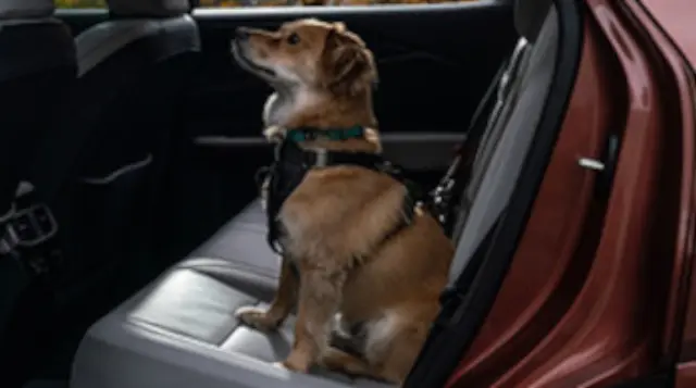 PTN598923E - Interior: Kurgo Enhanced Strength Tru-Fit Smart Harness for Lexus: IS300, IS350, IS500, RX350, RX350h, RX450h+, RX500h Image