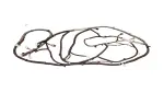 821640C680 - : Wire Frame for Toyota Image