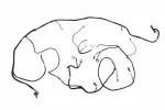 87831009 - : F Harness for GM Image