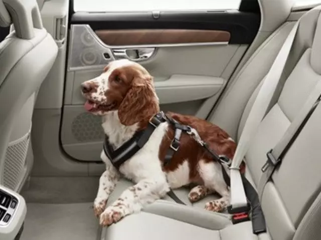 31470368 - Interior: Dog Harness - Small for Volvo: EC40, EX30, EX40, EX90, S60, S90, V60, V90, V90 Cross Country, XC40, XC60, XC90 Image