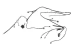 84403689 - : Front Object Alarm Sensor Wiring Harness for GM Image