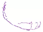 KJ7Z15K867BB - : Wire Parking Distance Aid Se for Ford Image