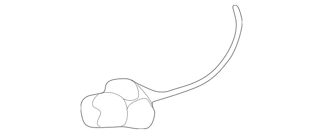 210826058264 - Electrical System: Socket for Mercedes-Benz Image