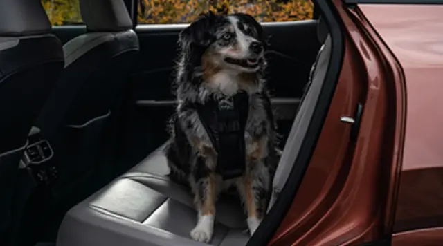 PTN598923J - Interior: Kurgo Enhanced Strength Tru-Fit Large Dog Car for Toyota: 4Runner, bZ4X, Camry, Corolla, Corolla Cross, Crown, GR Corolla, GR86, Grand Highlander, Highlander, Mirai, Prius, Prius Prime, RAV4, RAV4 Prime, Sequoia Image