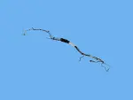 68250924AE - : Fuel Line Bundle for Dodge: Durango Image
