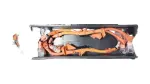 821H10E150 - Electrical: Cable for Toyota Image