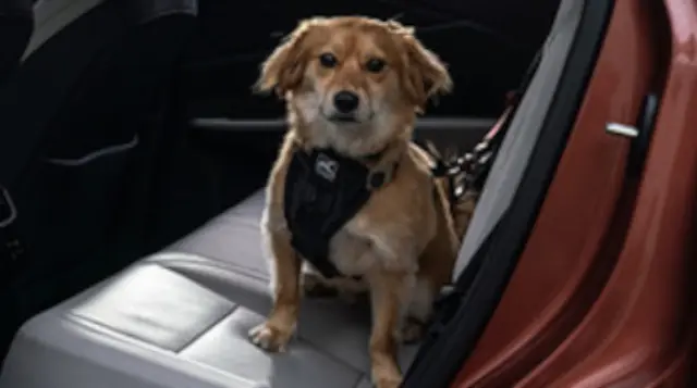 PTN598923H - Interior: Kurgo Enhanced Strength Tru-Fit Smart Harness for Lexus: LC500, LC500h, LX600, LX700h, NX250, NX350, NX350h, NX450h+, RC F, RC300, RC350 Image